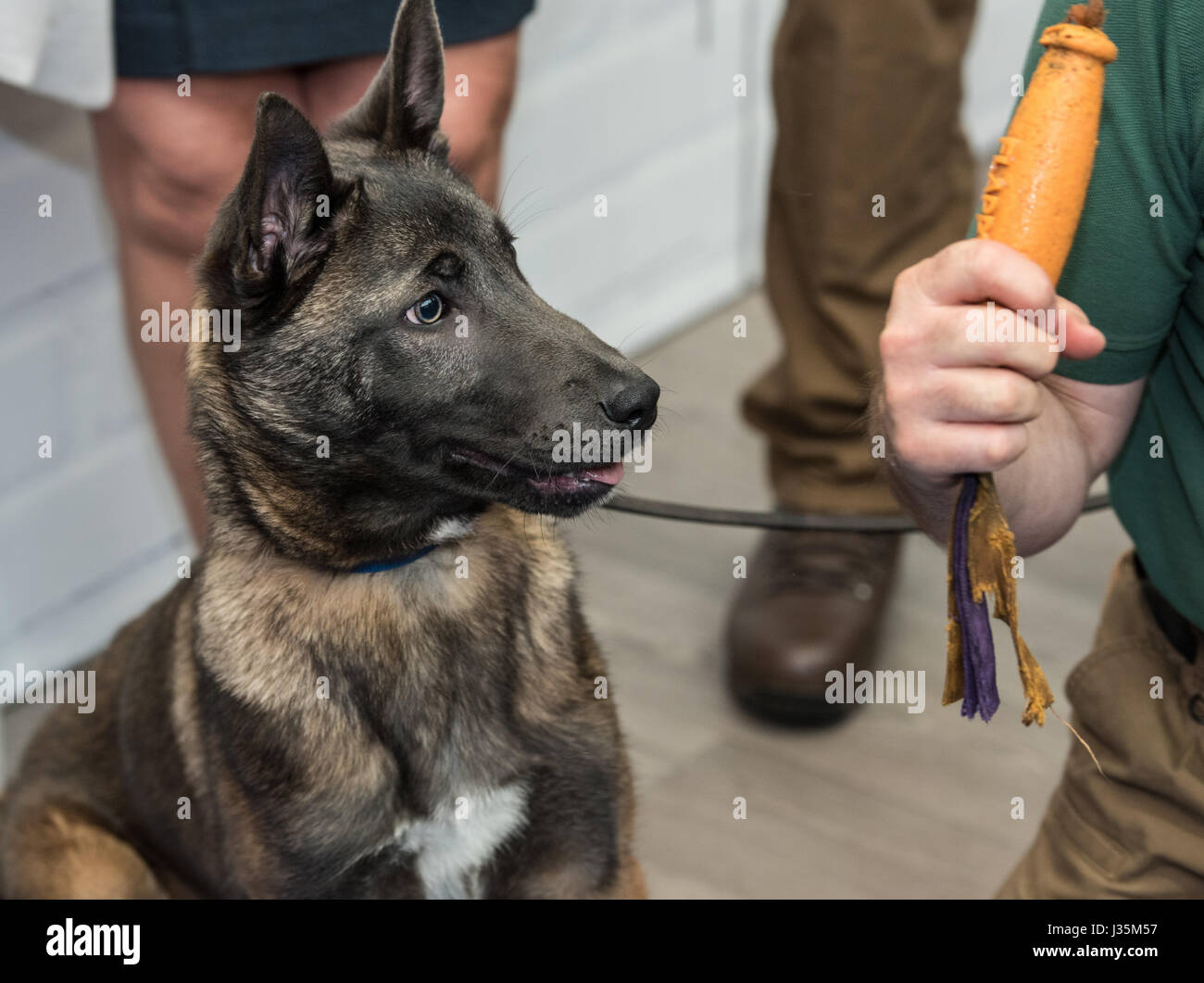 Londres 3 mai 2017 chien renifleur d'explosifs dans la formation d'un appel de demandes de services de sécurité travaillant au Salon du Chocolat, London Crédit : Ian Davidson/Alamy Live News Banque D'Images