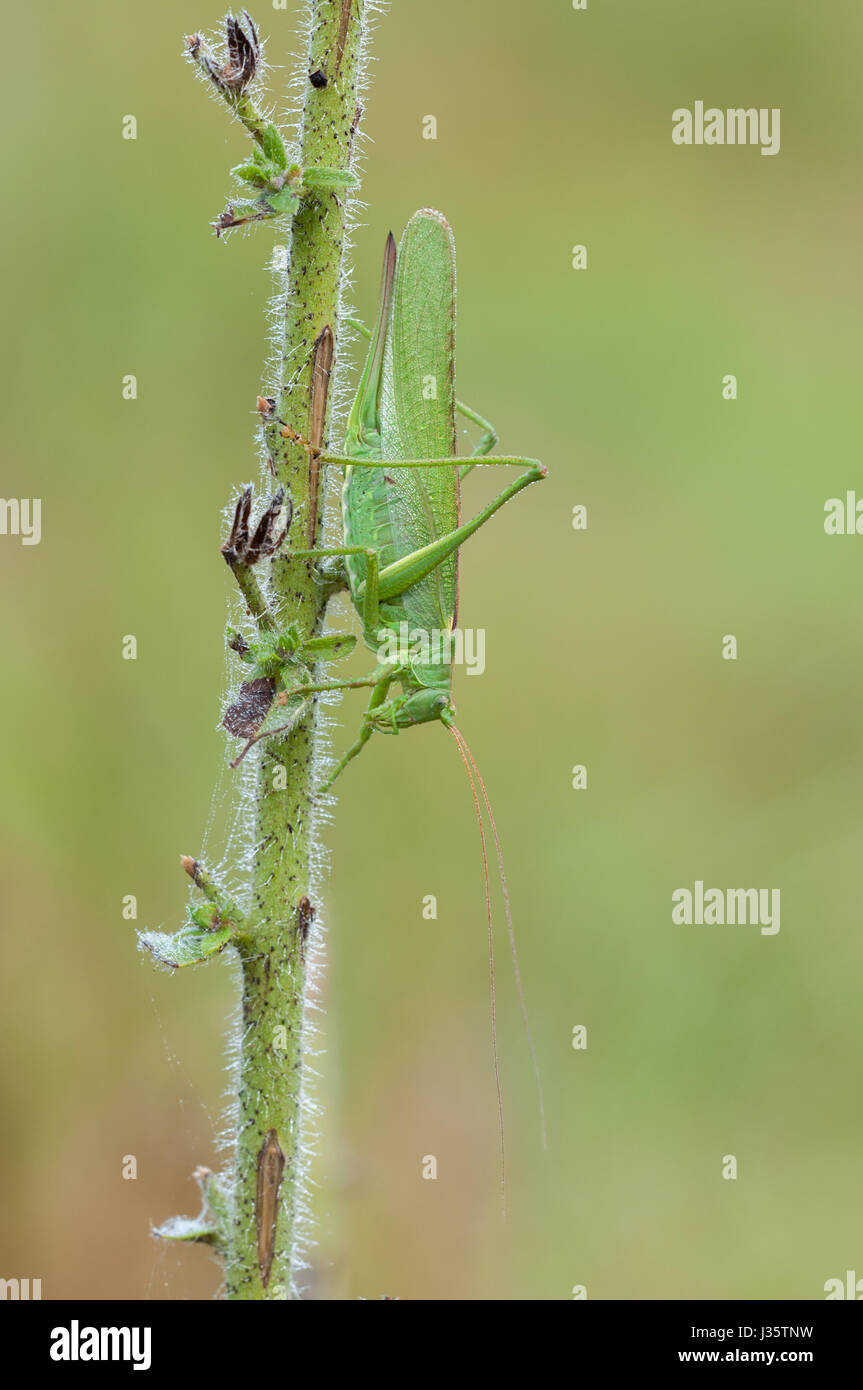 Grand Green Bush-Cricket, Tettigonia viridissima Banque D'Images