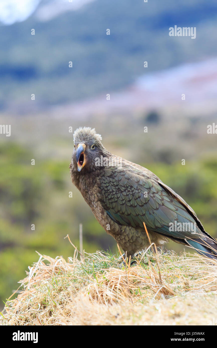 Close up belle plume couleur de plumage, les oiseaux avec l'arrière-plan flou kea kea ,animaux important signe d'île du sud de la Nouvelle-Zélande Banque D'Images