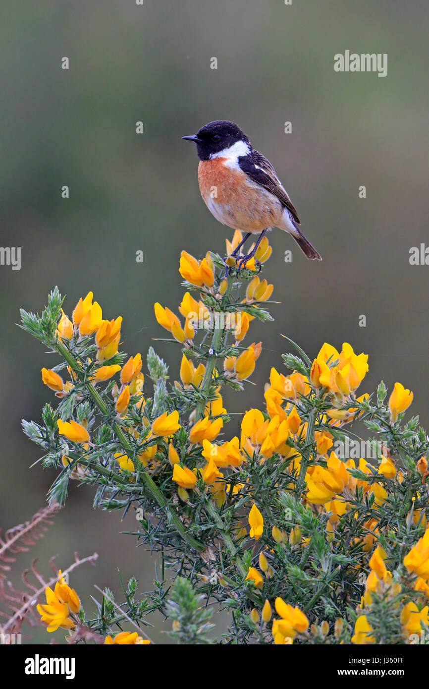 Stonechat mâle perché sur l'ajonc en fleur Banque D'Images