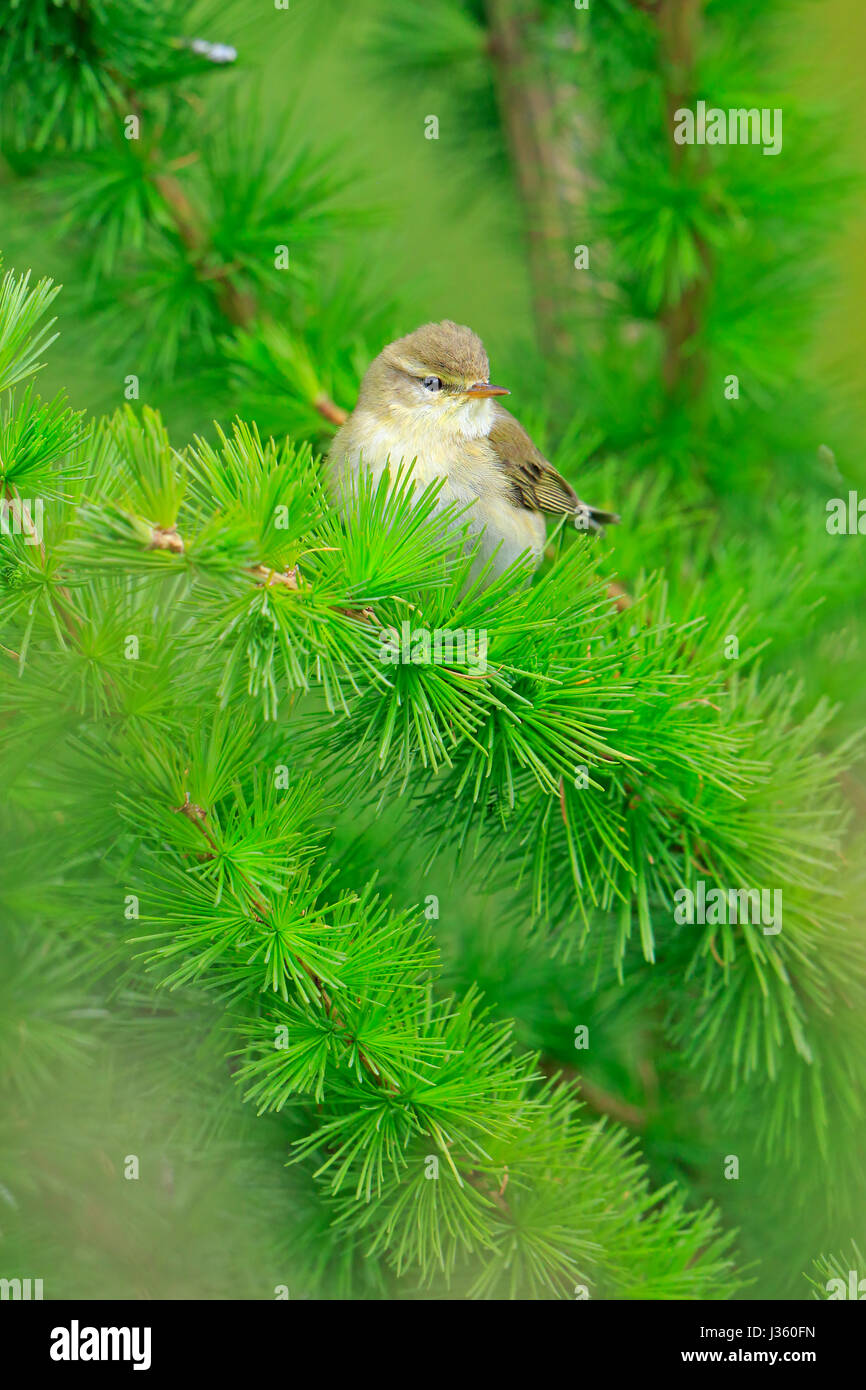 Willow Warbler perché sur mélèze dans la forêt de Dean Banque D'Images