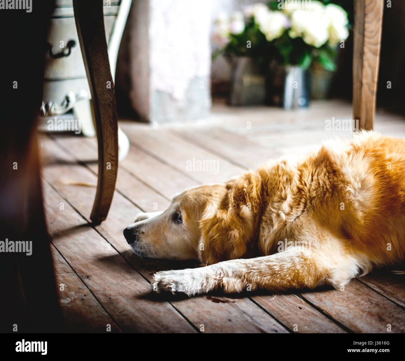 Golden Retriever Dog portant sur le plancher en bois Banque D'Images