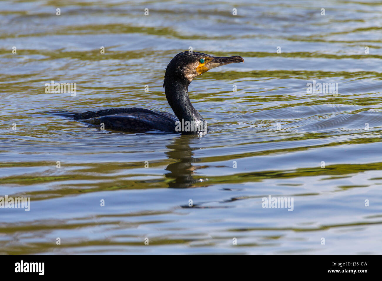 Cormorant. Phalacrocurax cabo (Ardéidés, Banque D'Images