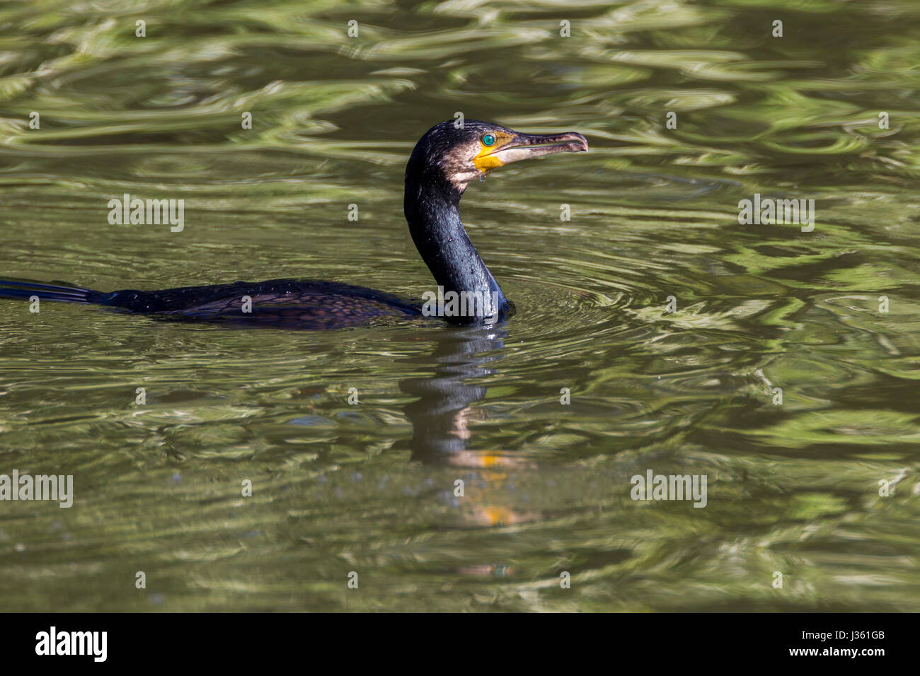Cormorant. Phalacrocurax cabo (Ardéidés, Banque D'Images