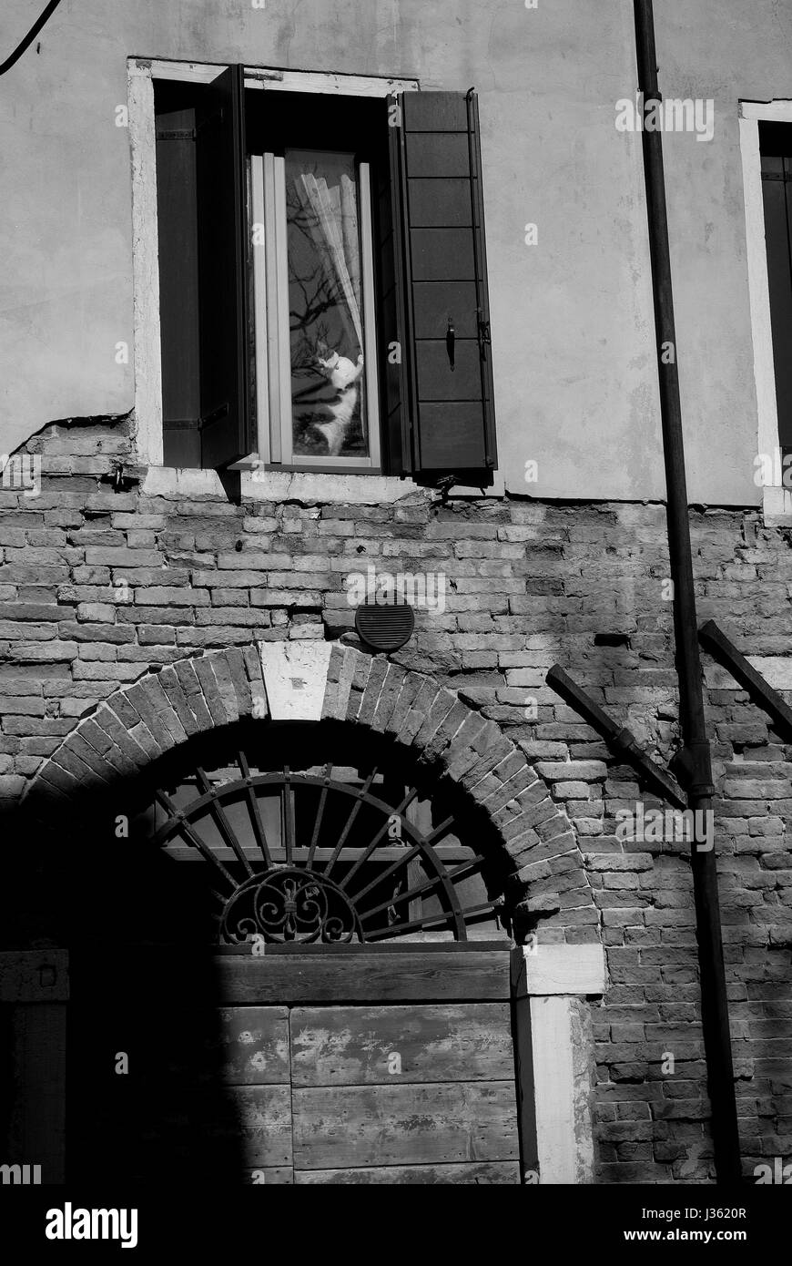 Chat à la fenêtre, Venise Banque D'Images