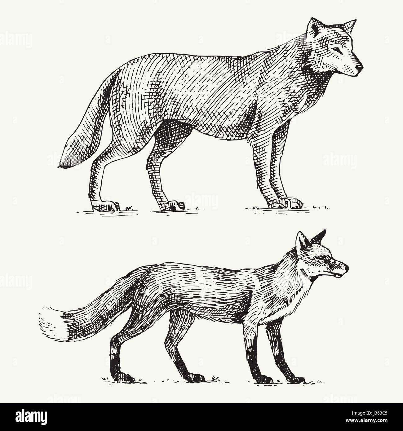 Loup gris sauvages et red fox gravés à la main dans de vieux croquis, style vintage animaux Illustration de Vecteur