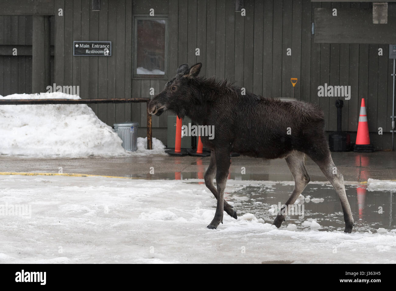 Elch / Orignal ( Alces alces ) en hiver, jeune animal, foulé un terrain de stationnement, promenades dans la ville, près du centre d'accueil de Jakson Hole, USA. Banque D'Images