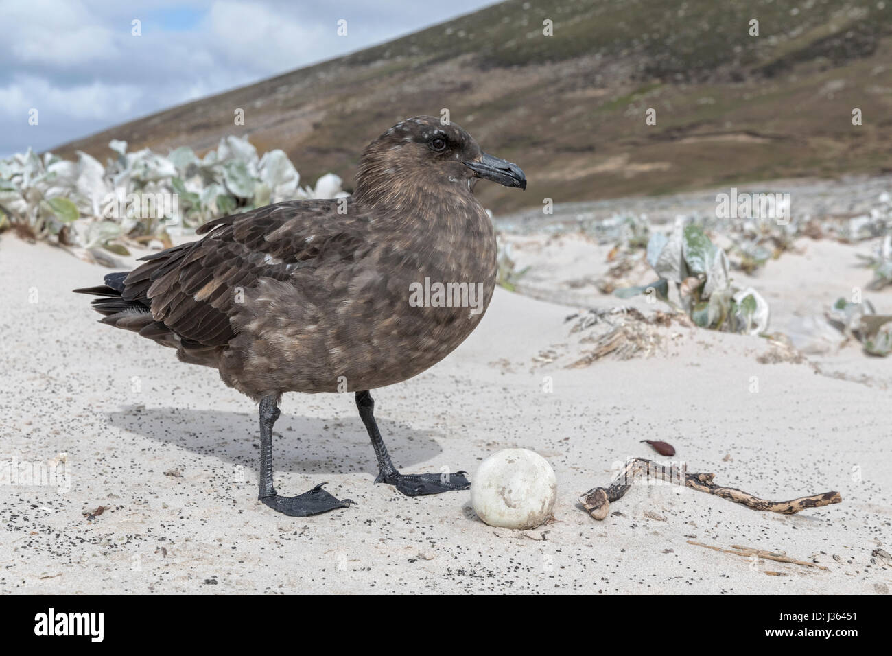 Skua Falkland Banque D'Images