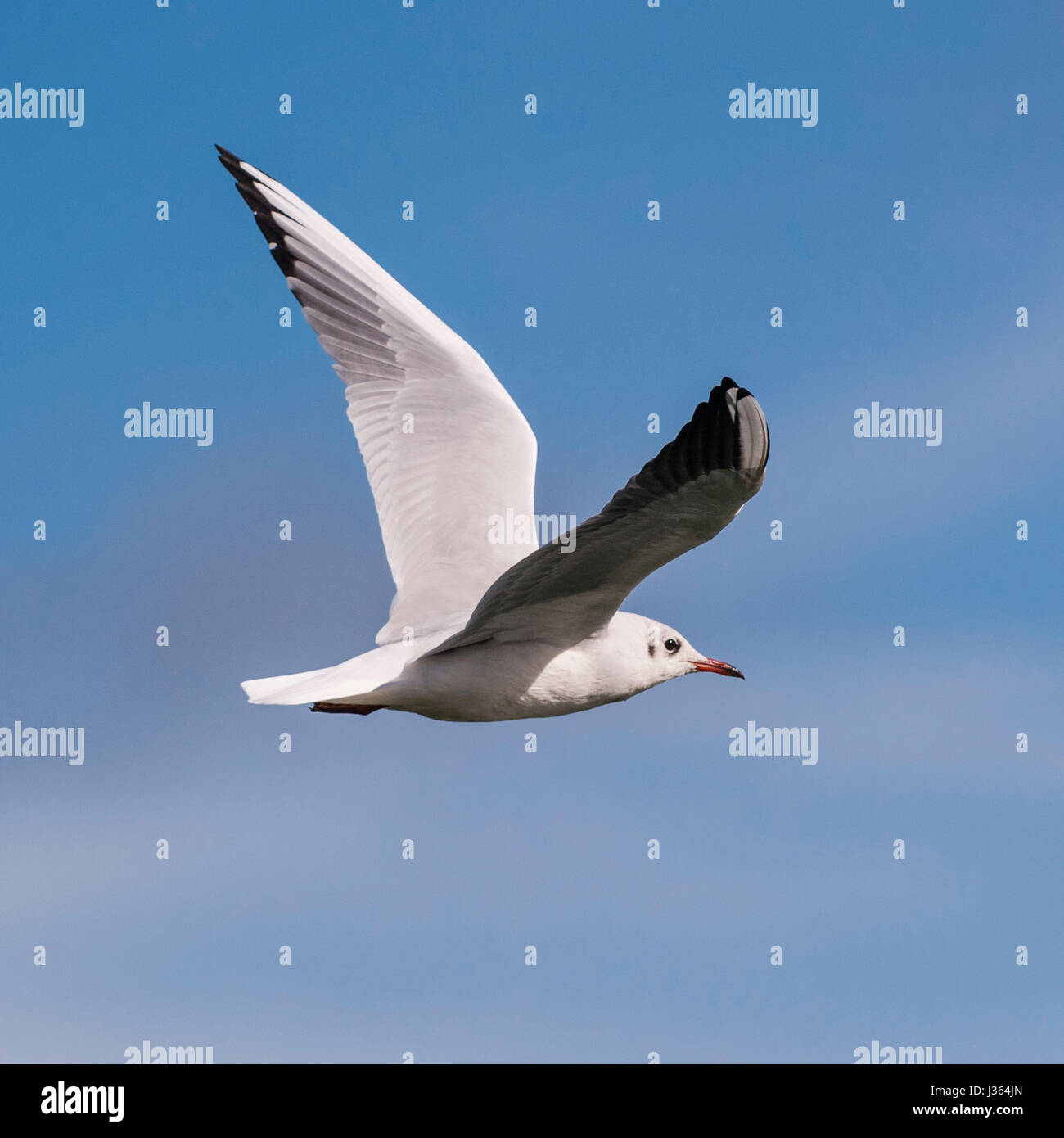 Une mouette mouette en vol au Royaume-Uni Banque D'Images