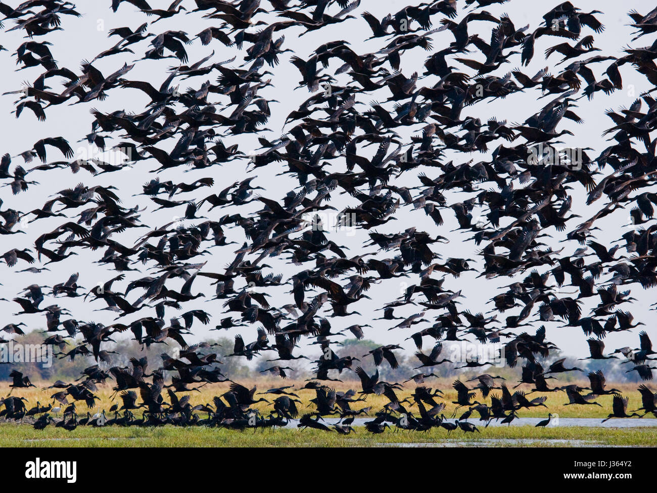 Un énorme troupeau de Storks africains à bec ouvert en vol. Parc national de Kafue. Zambie. Afrique. Banque D'Images