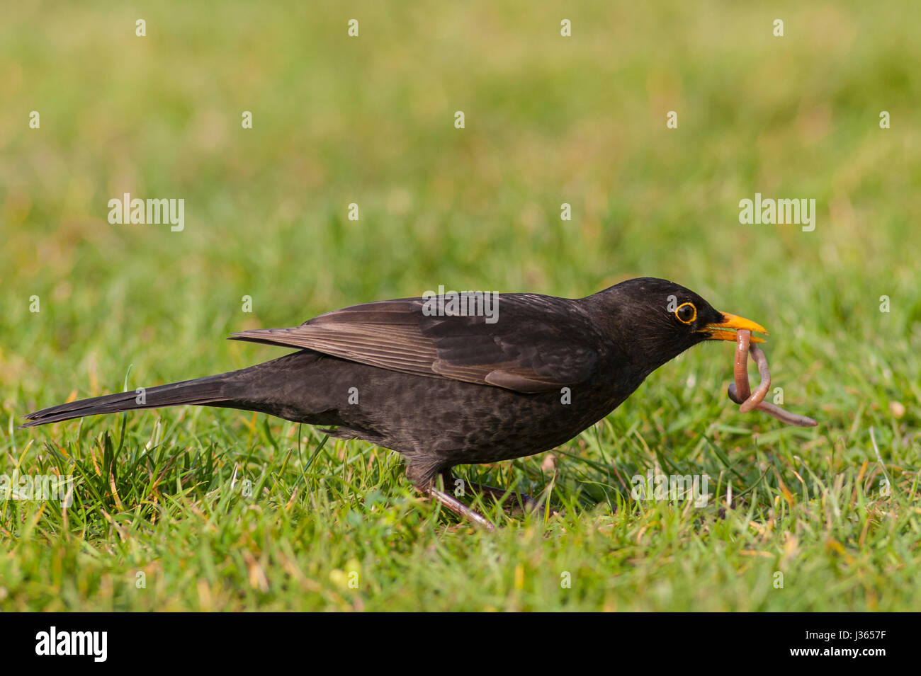 Un mâle Blackbird (Turdus merula) en relevant un ver au Royaume-Uni Banque D'Images Un mâle Blackbird (Turdus merula) en relevant un ver au Royaume-Uni Banque D'Images