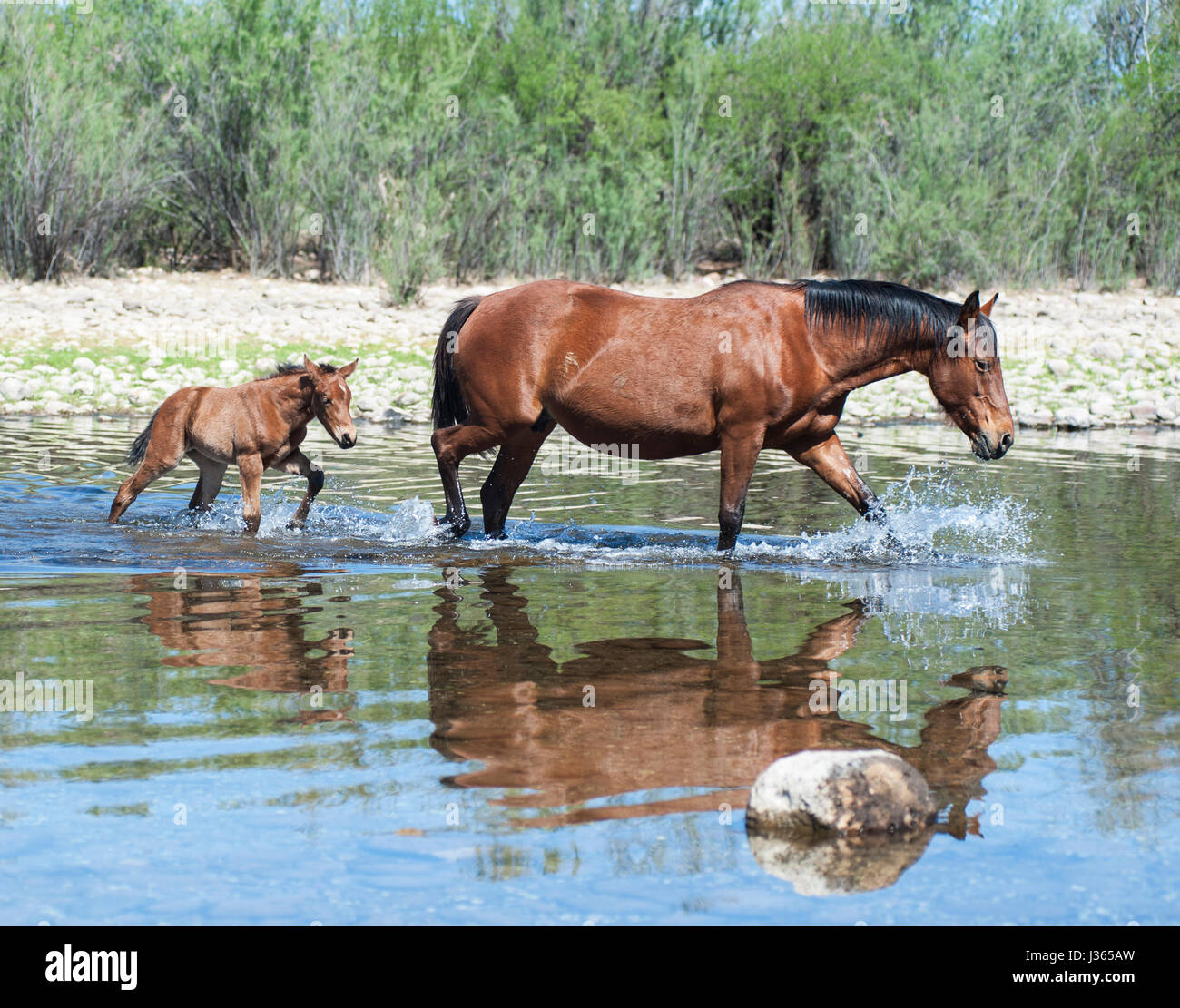 Les Chevaux sauvages de la rivière Salt en Arizona Banque D'Images