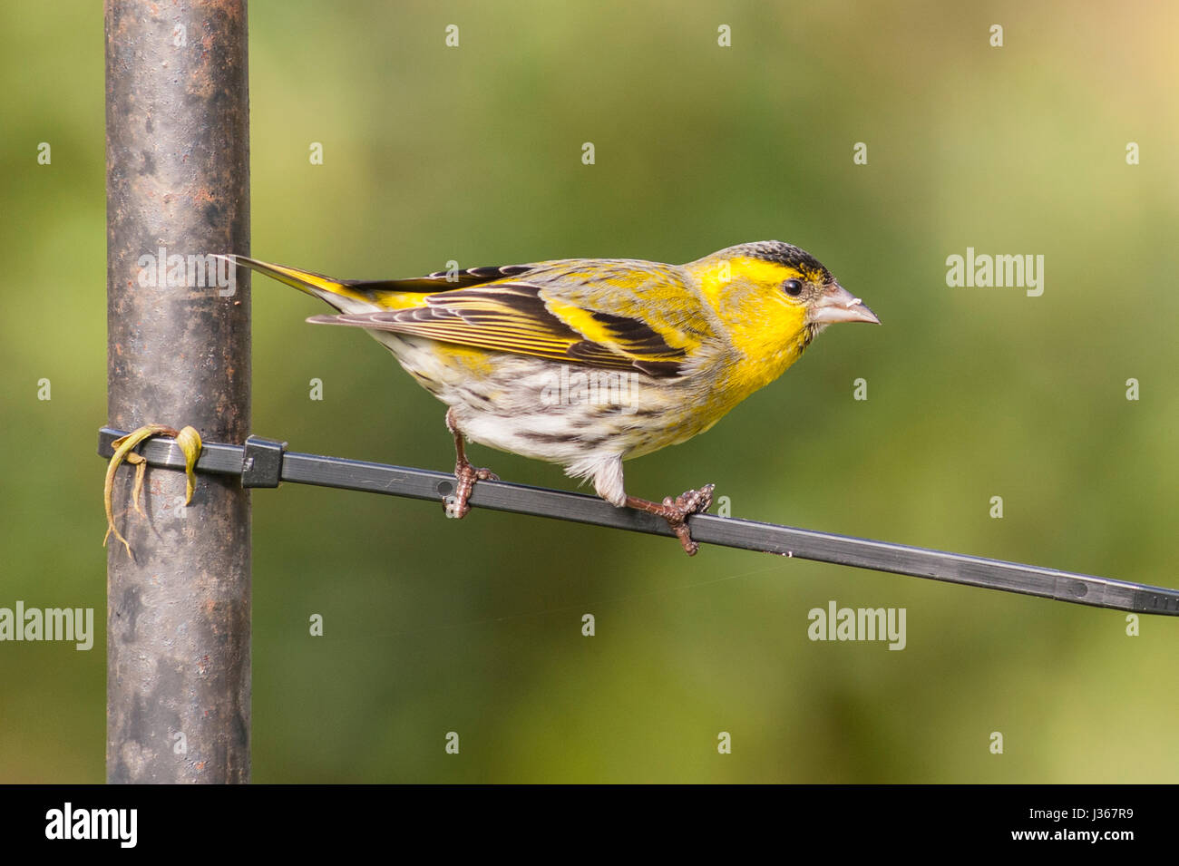 Un Tarin des pins (Carduelis spinus eurasienne) mâle adulte sur une mangeoire au Royaume-Uni Banque D'Images