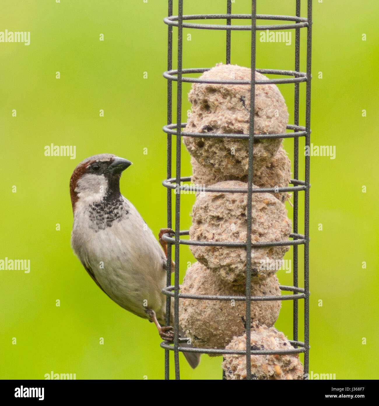 Un portrait d'un mâle moineau domestique (Passer domesticus) avec un fond vert pris dans un jardin Banque D'Images