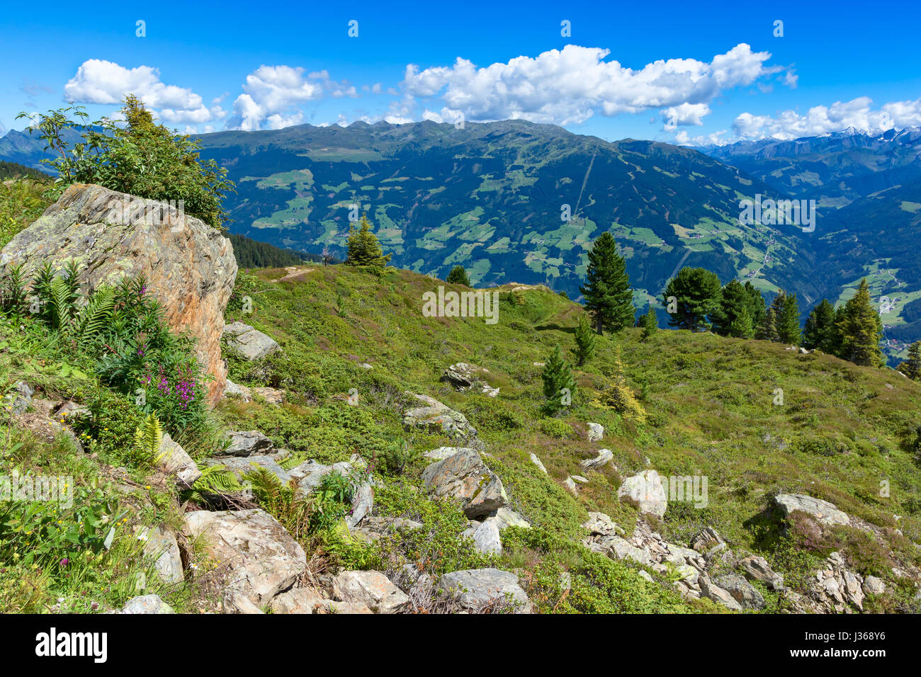 Sur la montagne d'été avec pré vert et de pierres au premier plan. Autriche, Tyrol, Zillertal, la Haute Route alpine du Zillertal Banque D'Images