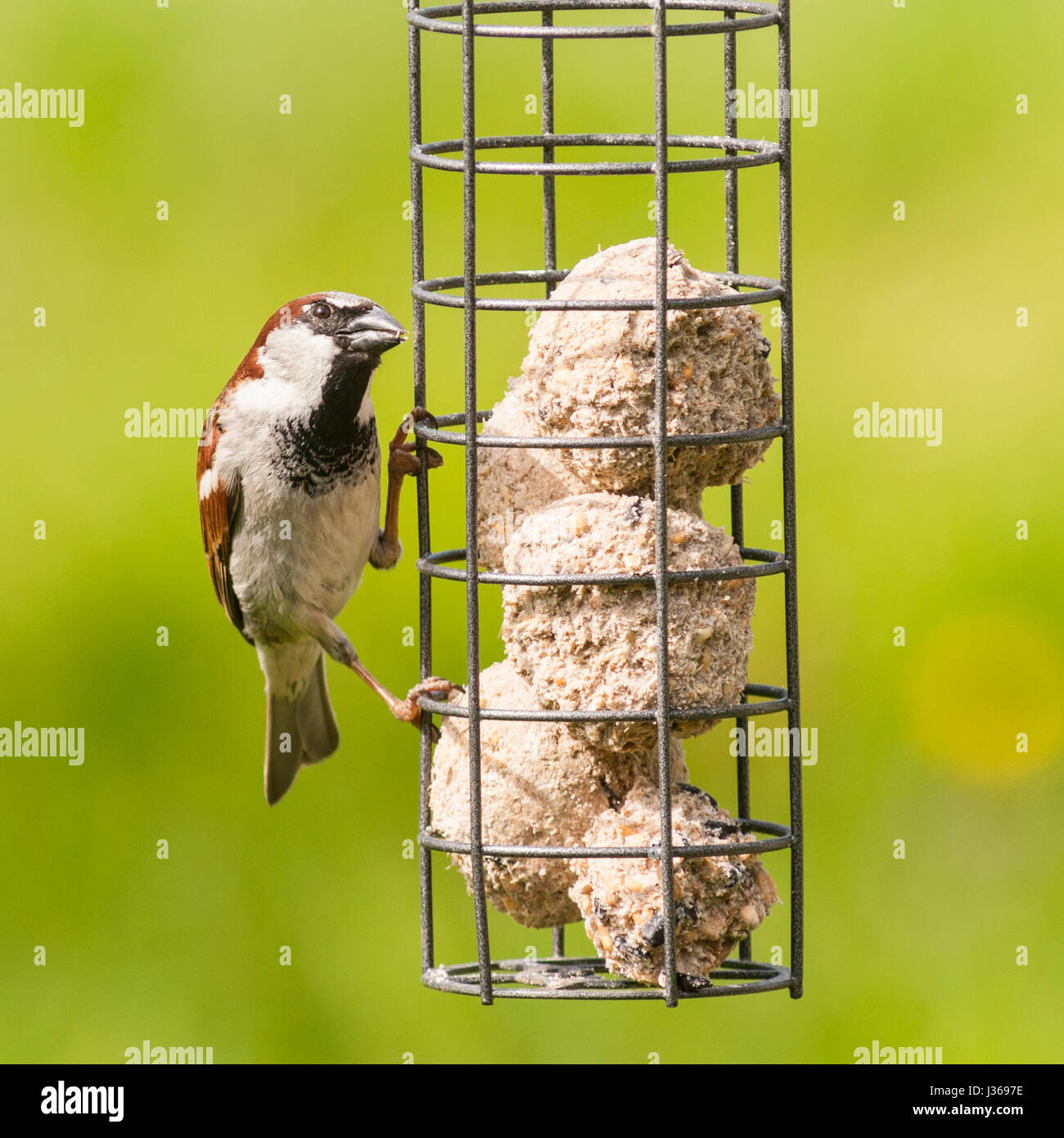 Un portrait d'un mâle moineau domestique (Passer domesticus) avec un fond vert pris dans un jardin Banque D'Images