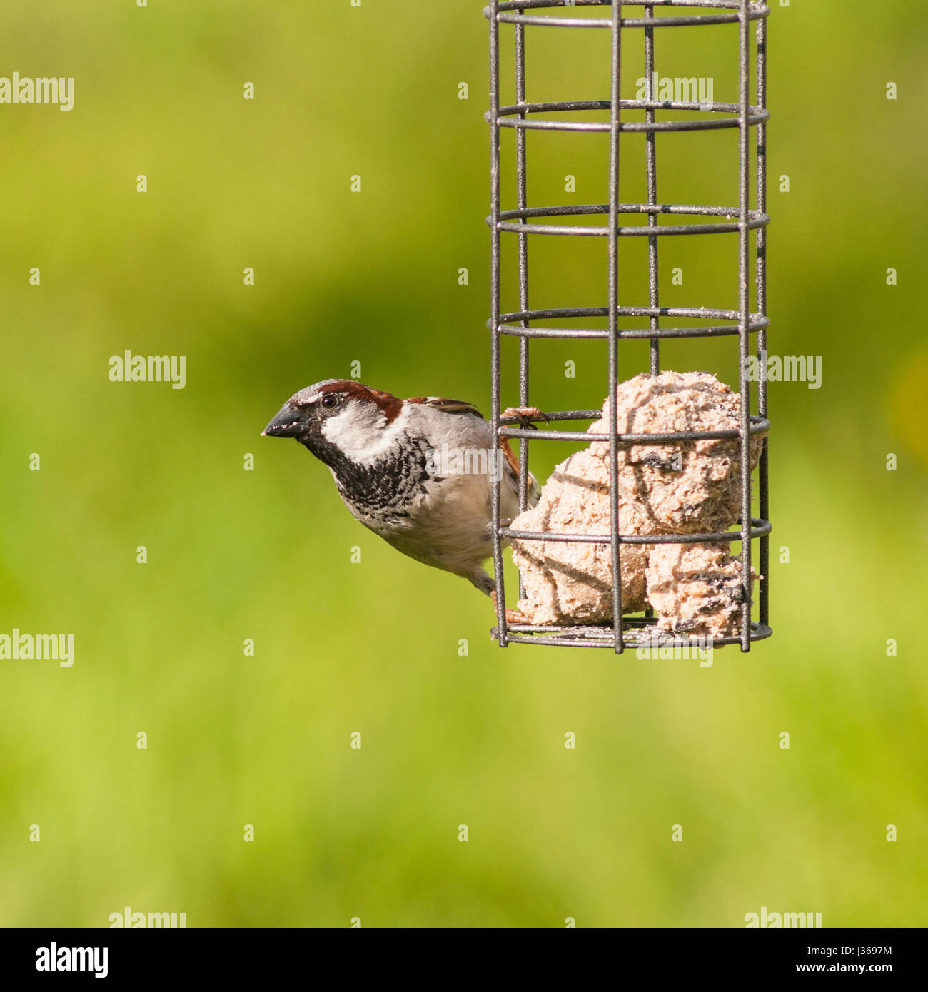Un portrait d'un mâle moineau domestique (Passer domesticus) avec un fond vert pris dans un jardin Banque D'Images