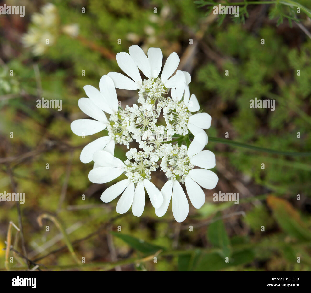 Usine de panais,fleurs sauvages blancs, Dalmatie, Coatia Banque D'Images