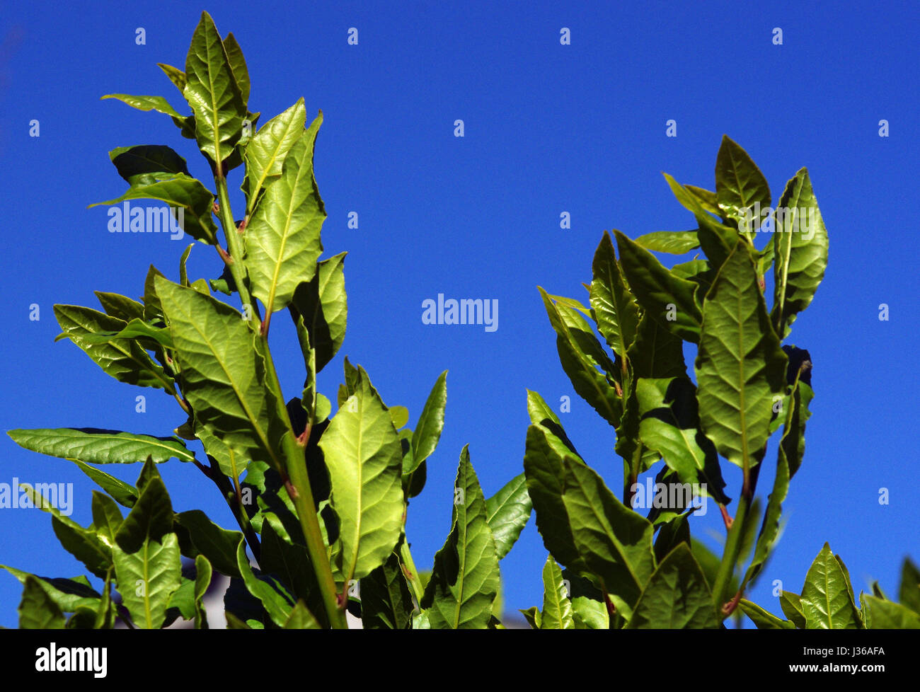 Feuilles de laurier (Laurus nobilis) Banque D'Images