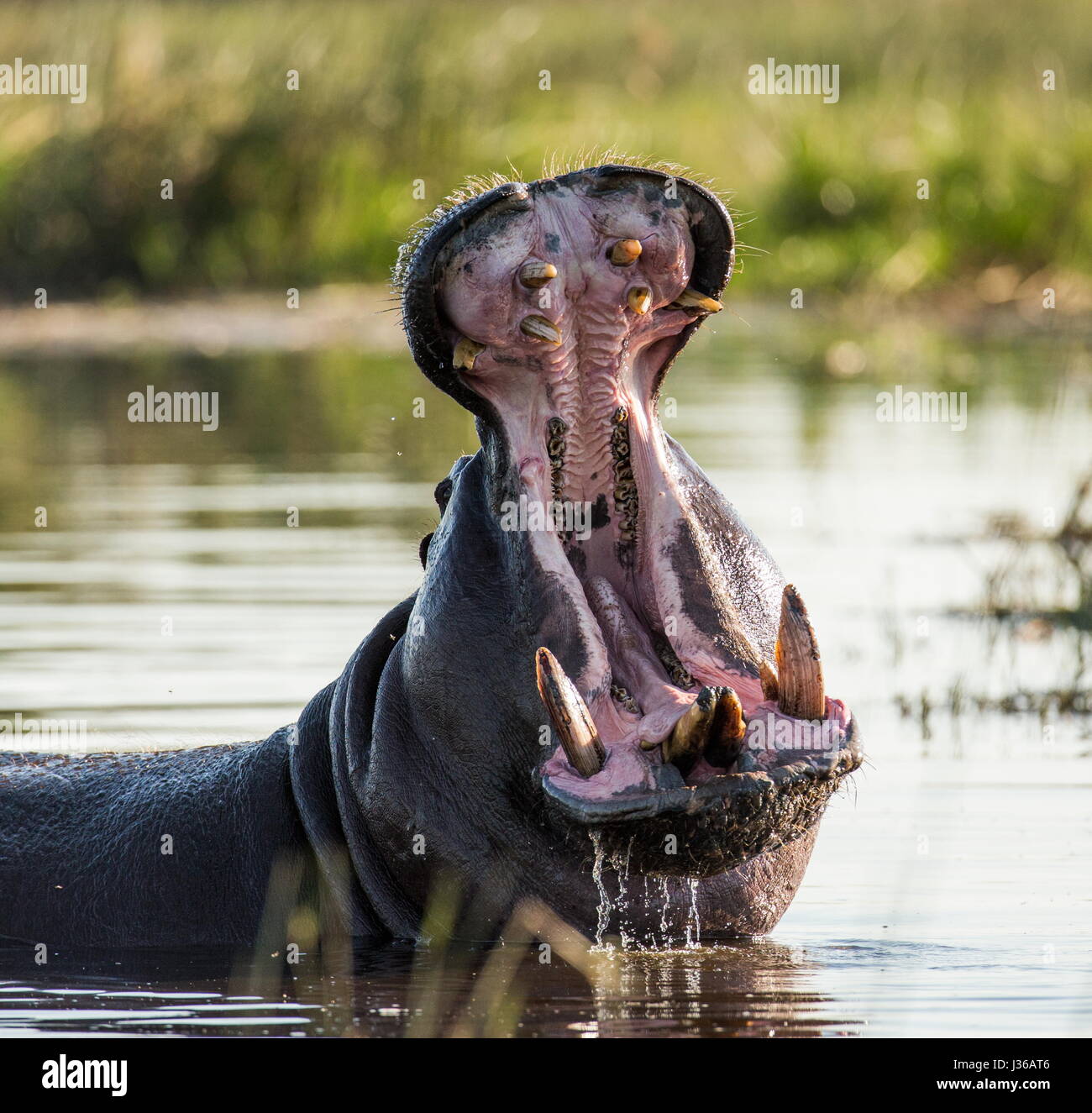 Hippo est assis dans l'eau, ouvrant la bouche et bâillant. Botswana. Delta de l'Okavango. Banque D'Images