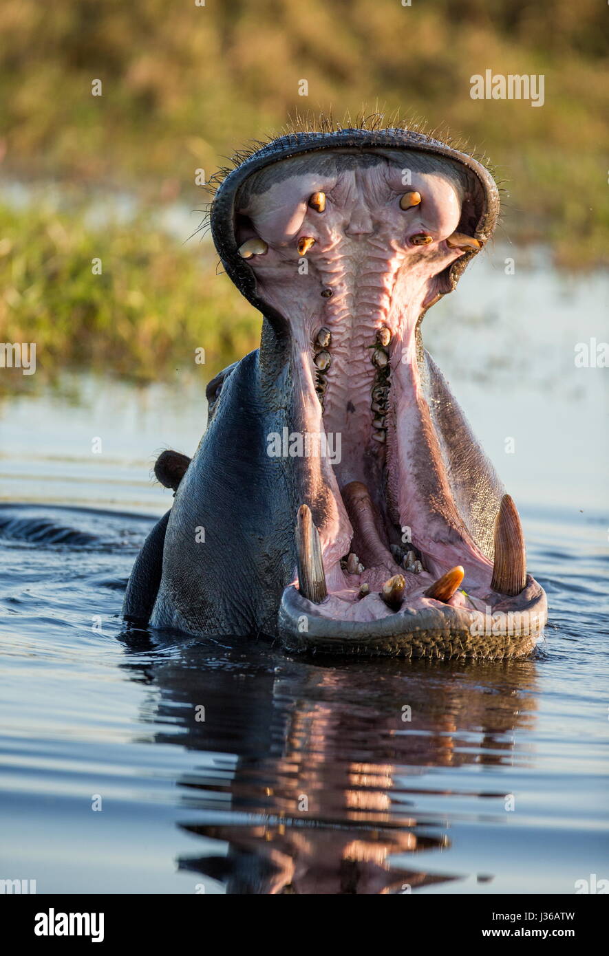 Hippo est assis dans l'eau, ouvrant la bouche et bâillant. Botswana. Delta de l'Okavango. Banque D'Images