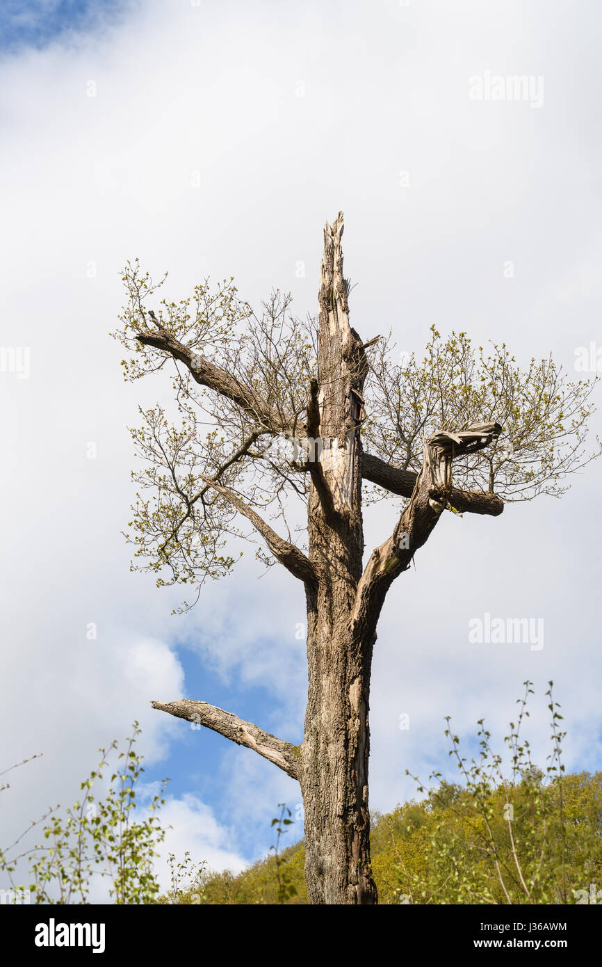 La vie et la mort coexistent sur un arbre au printemps au lac Windermere, Cumbria, Lake District, Angleterre, Grande-Bretagne. Banque D'Images