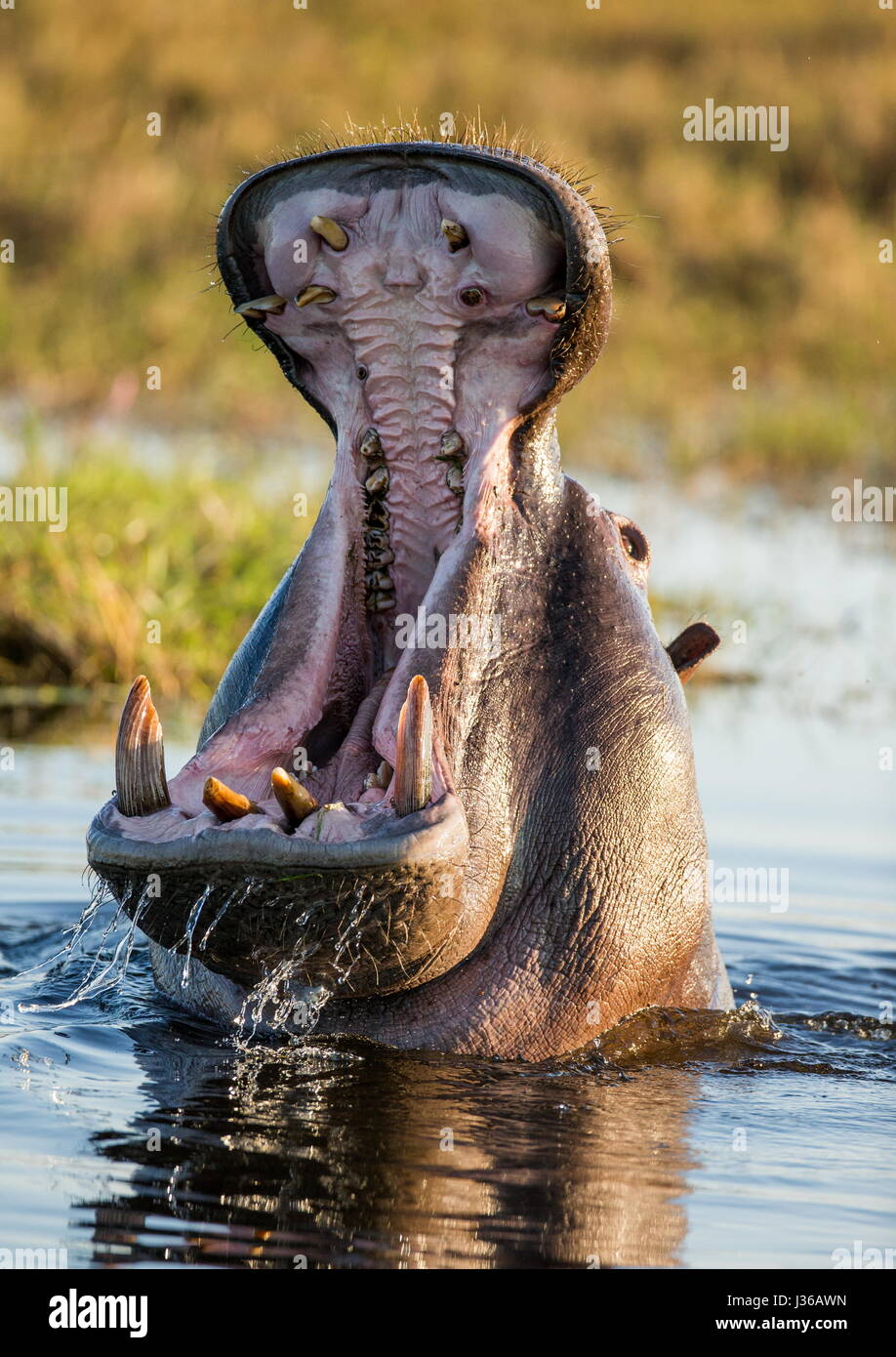 Hippo est assis dans l'eau, ouvrant la bouche et bâillant. Botswana. Delta de l'Okavango. Banque D'Images