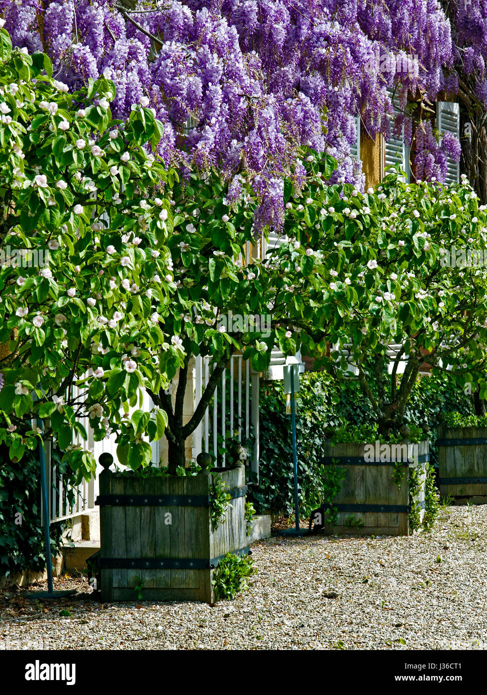 La floraison des glycines autour du Manoir du Grand Courtoiseau Banque D'Images