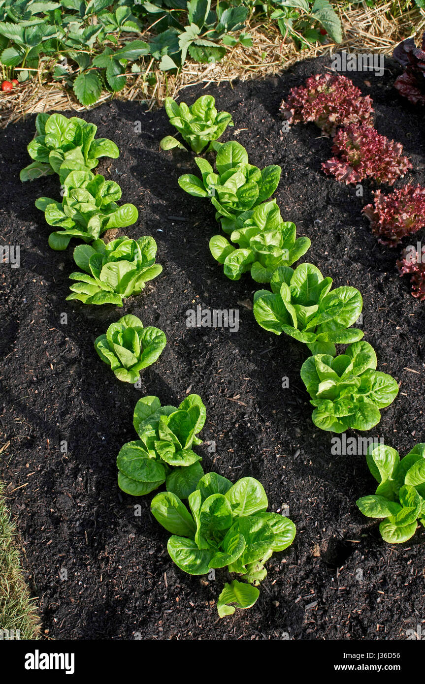 Lignes de la laitue 'Little Gem' Banque D'Images