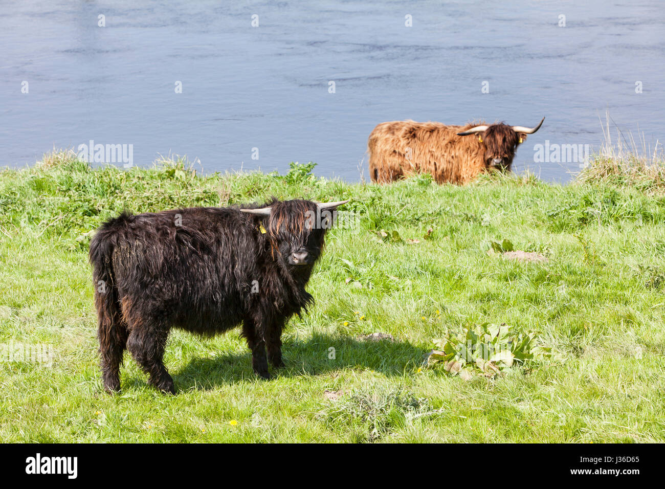 Highland cattle, Weser, Weser Uplands, Thuringe, Hesse, Allemagne Banque D'Images