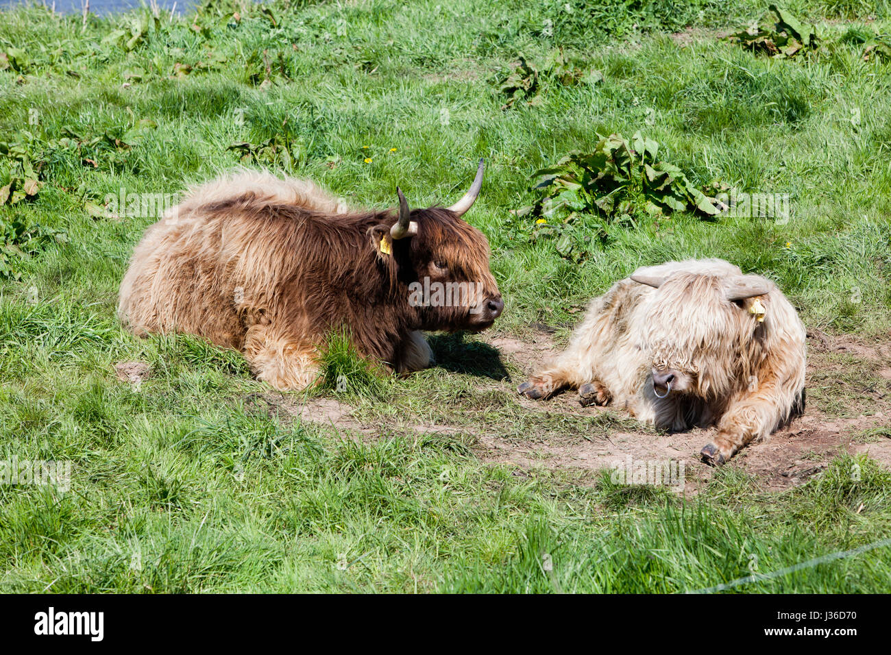 Highland cattle, Weser, Weser Uplands, Thuringe, Hesse, Allemagne Banque D'Images