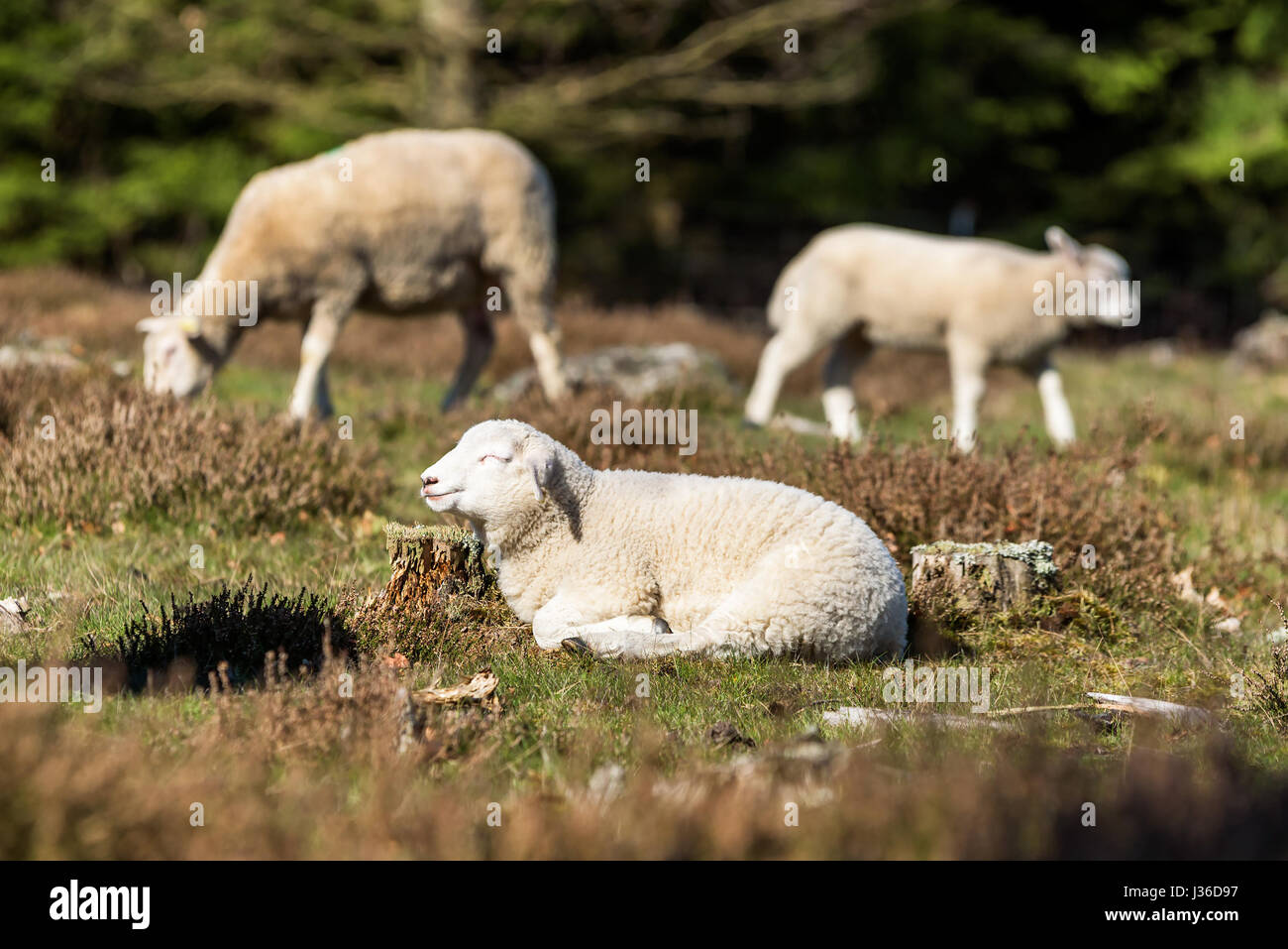 Repos d'agneau entre heather et profitant de la soleil du printemps. D'autres moutons flous dans l'arrière-plan. Banque D'Images