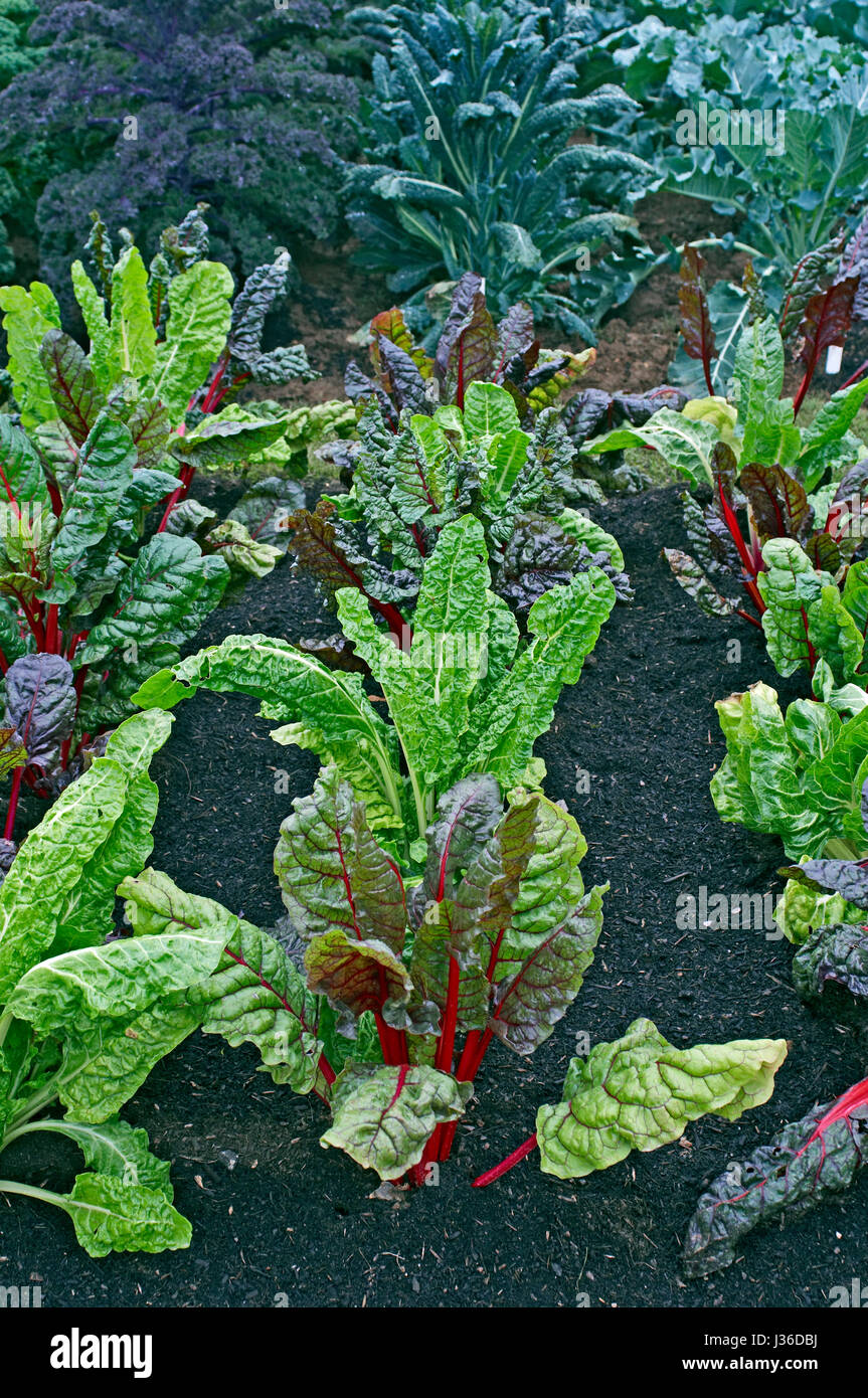 Légumes Betteraves Feuilles 'Bright lights' Banque D'Images