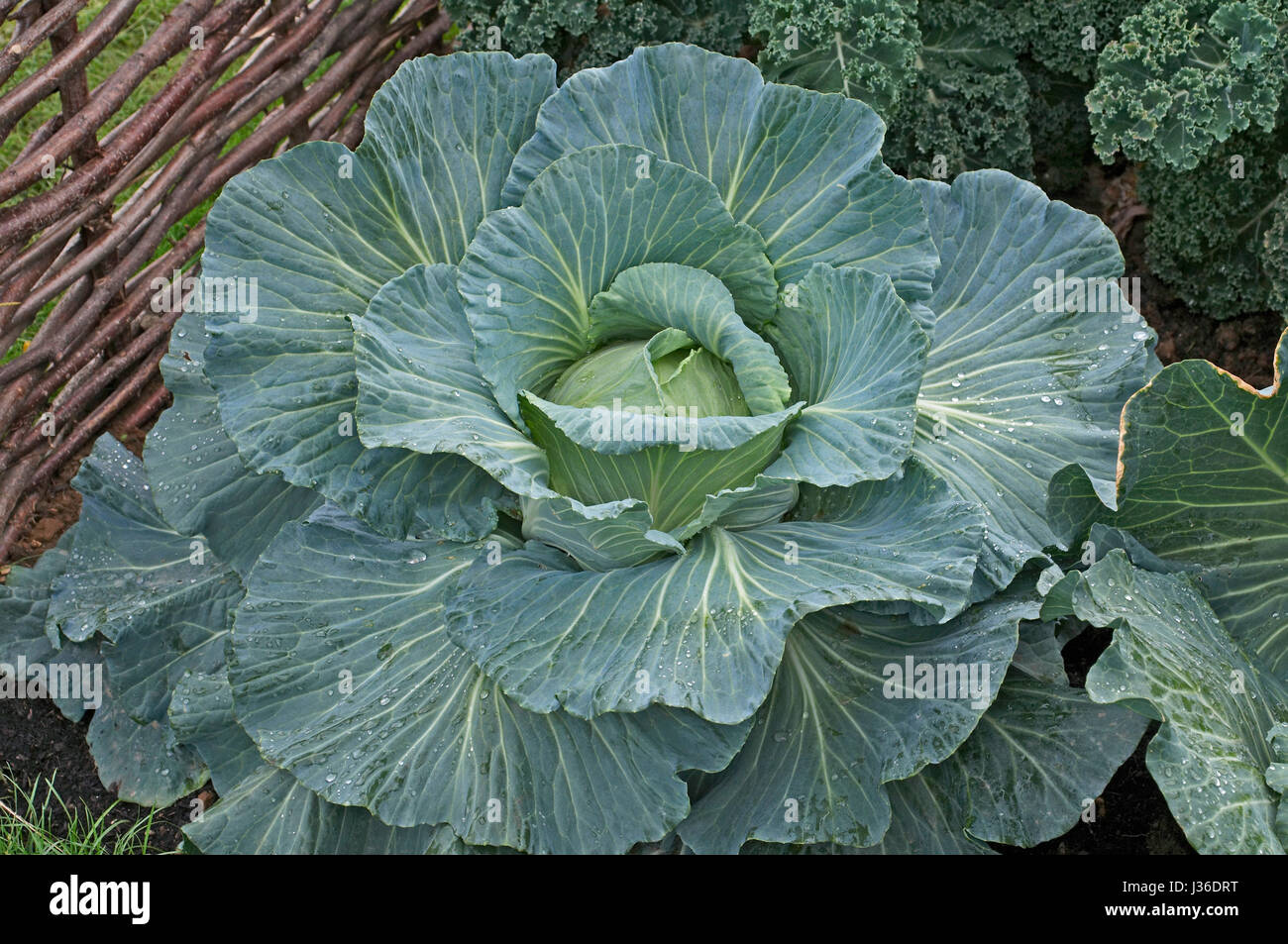 Close up de chou 'Robinson's Giant' dans un allotissement Banque D'Images