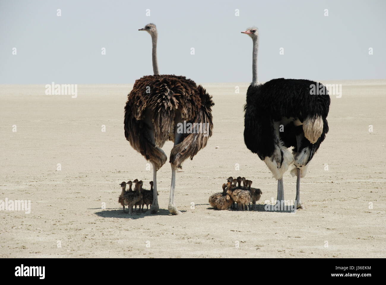 Autruches sur sel d'Etosha, Namibie ordinaire, ayant cette poussins dans l'ombre et à la recherche de prédateurs. Banque D'Images