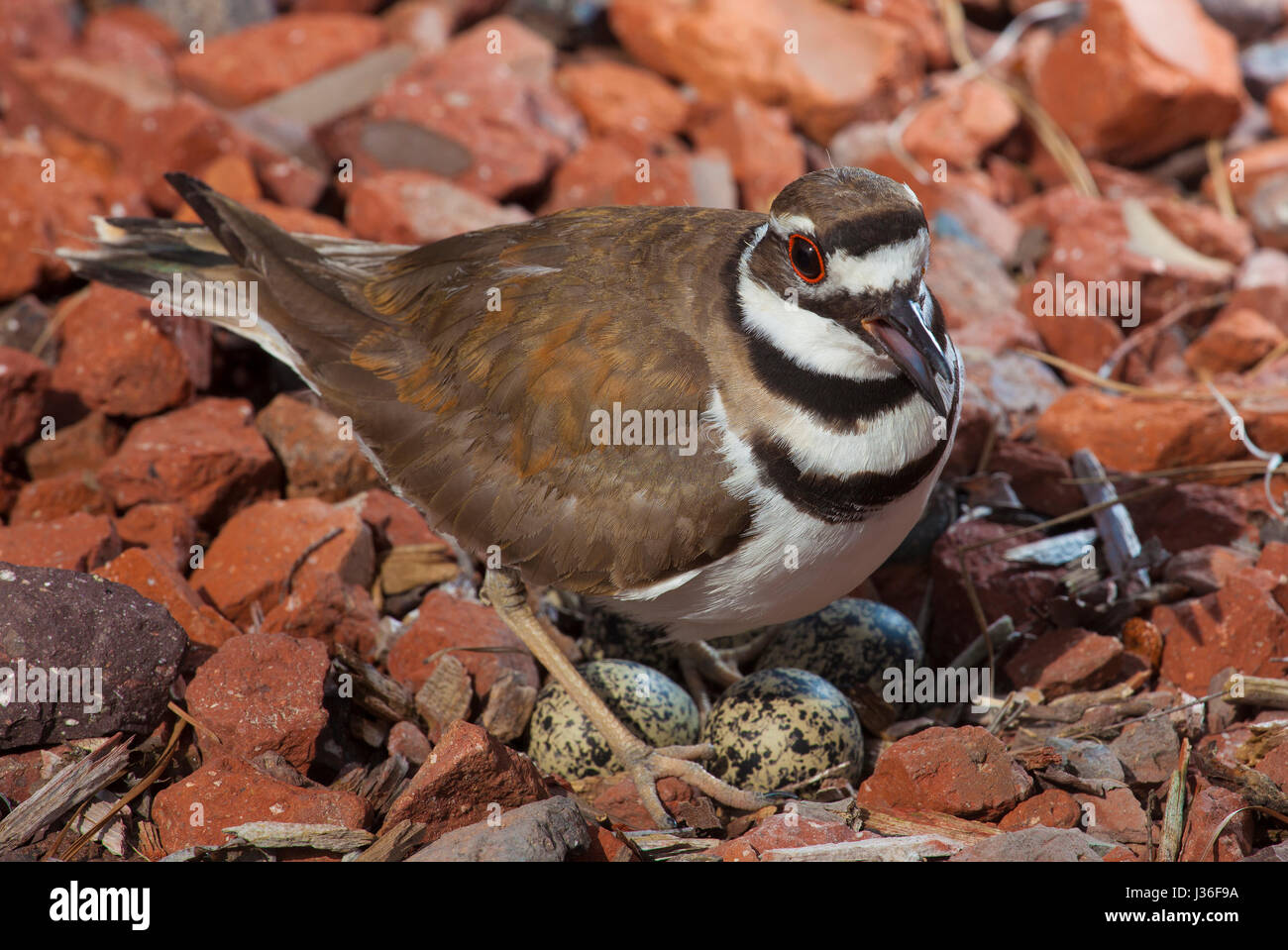 Un gardiennage d'oiseaux nichent sur les rochers de Killdeer avec des oeufs Banque D'Images