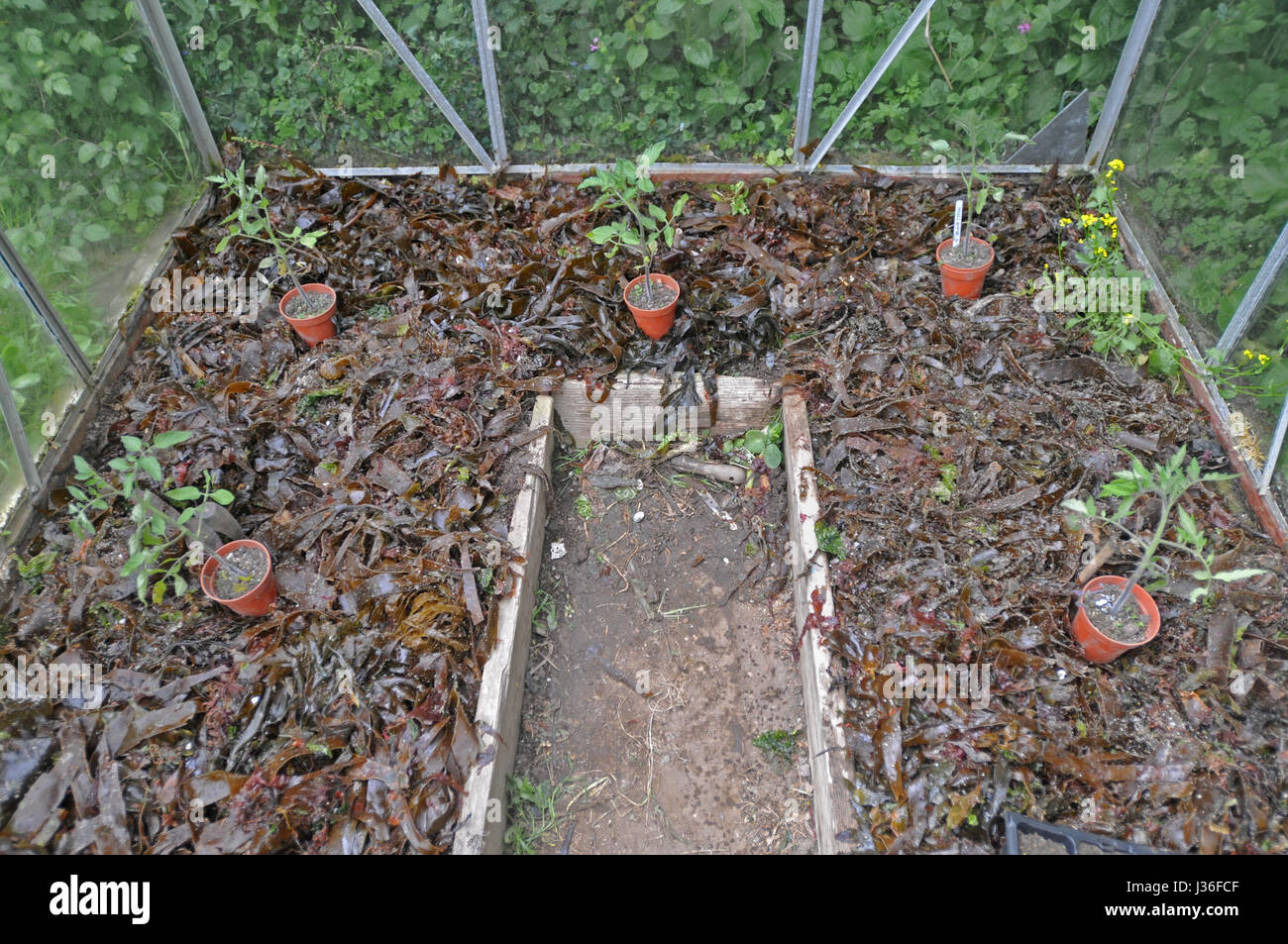 Les algues fixées sur le sol dans une serre pour augmenter la fertilité. Les plants de tomates est placé avant la plantation. Banque D'Images
