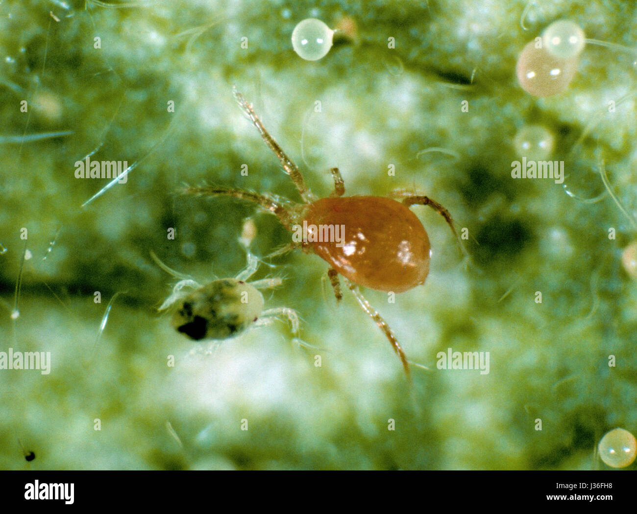 (Acariens prédateurs Phytoseiulus persimilis) et tétranyque à deux points (Tetranychus urticae) preyredator Banque D'Images