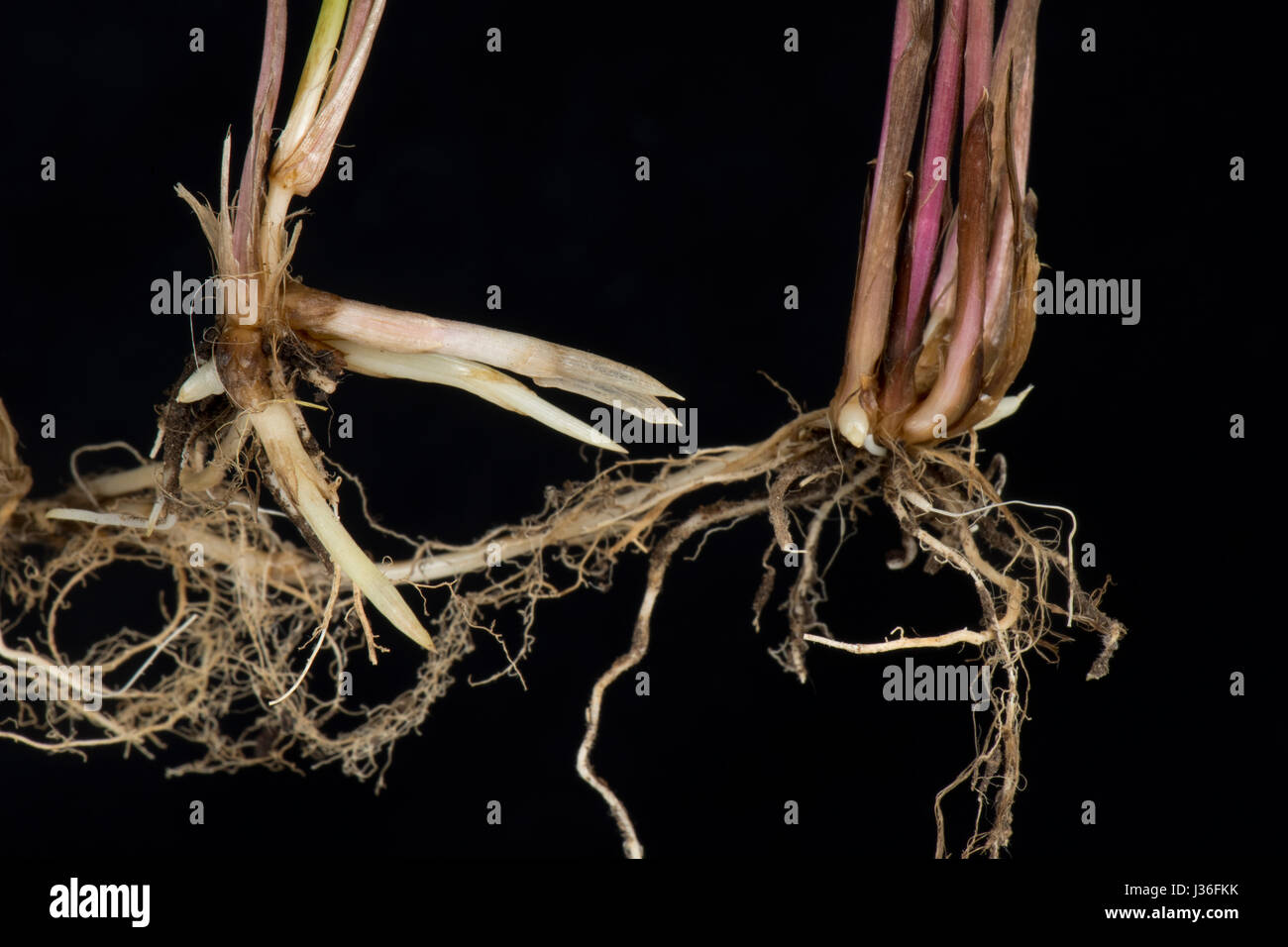La table commune, Elymus repens, les tiges et les racines des rhizomes souterrains de cette lutte contre les mauvaises herbes vivaces Graminées envahissantes rampante Banque D'Images