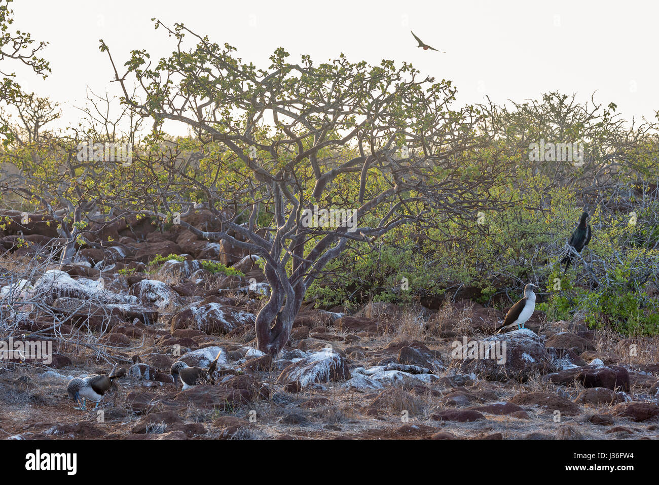 Twisted branches de l'arbre nain palo santo (Bursera graveolens) malacophylla attraper la lumière du soleil tôt le matin sur l'île Seymour Nord. Blue-Foote Banque D'Images