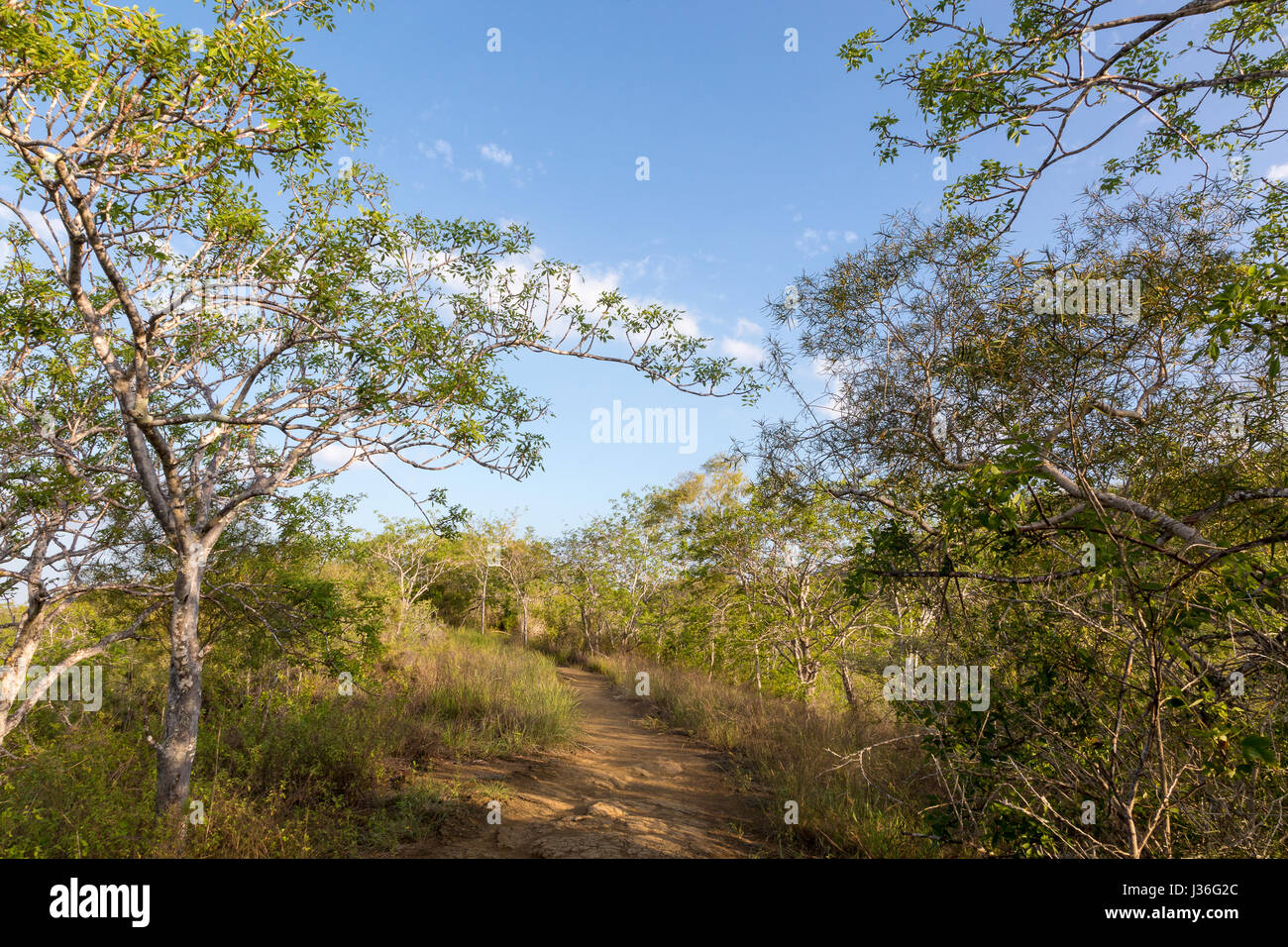 Sentier à partir de l'anse du Tage à Darwin Lake, Isabela, bordée d'arbres palo santo (Bursera graveolens). Banque D'Images