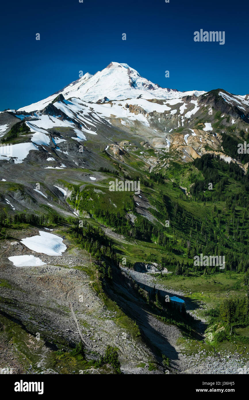 La crête de lagopède alpin sur les pentes enneigées du Mont Baker, Cascades de l'état de Washington Banque D'Images