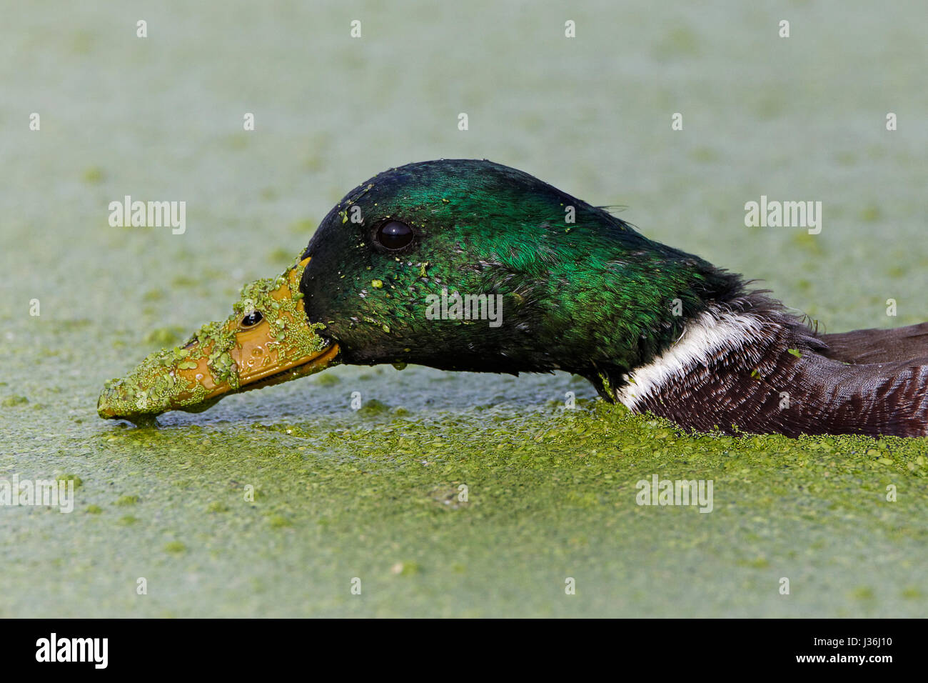 Le Canard colvert repose au bord des cours d'eau Banque D'Images