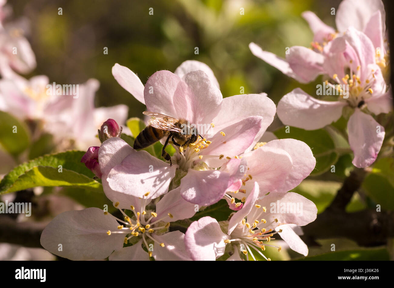 Floraison de printemps d'arbres fruitiers et à la pollinisation avec leurs insectes (abeilles) Banque D'Images