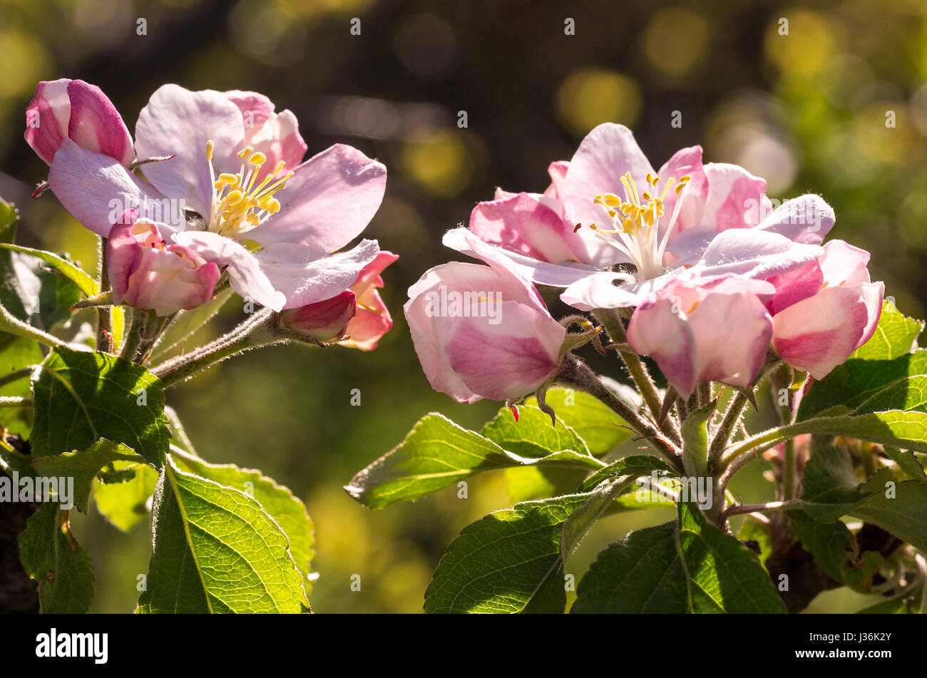 Floraison de printemps d'arbres fruitiers et à la pollinisation avec leurs insectes (abeilles) Banque D'Images