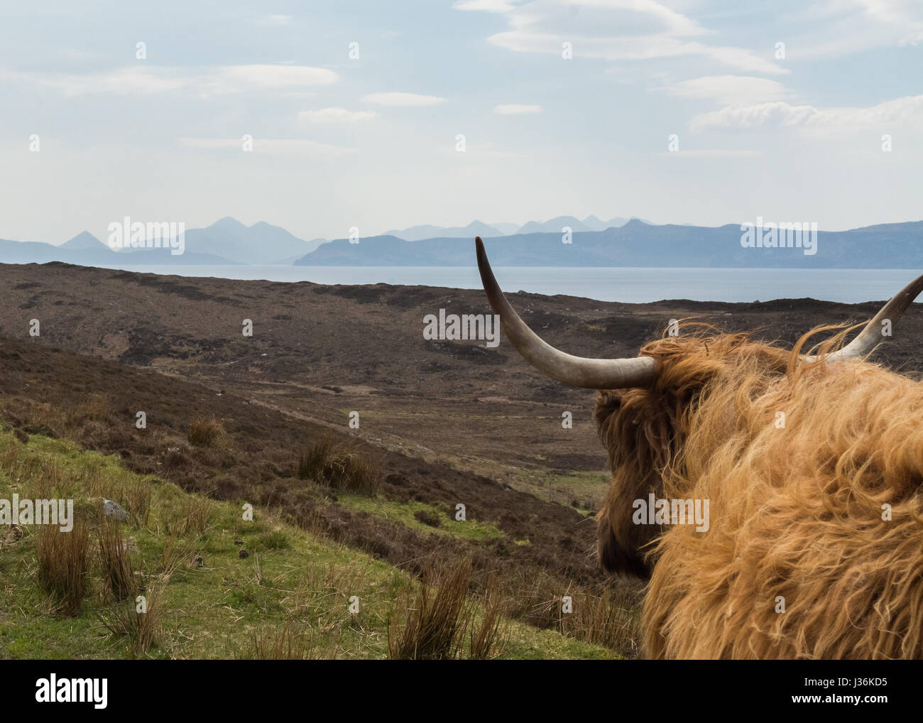 La gamme Cuillin Cuillins Ile de Skye vu par les cornes de vache Highland près de Florennes, Highlands écossais Banque D'Images