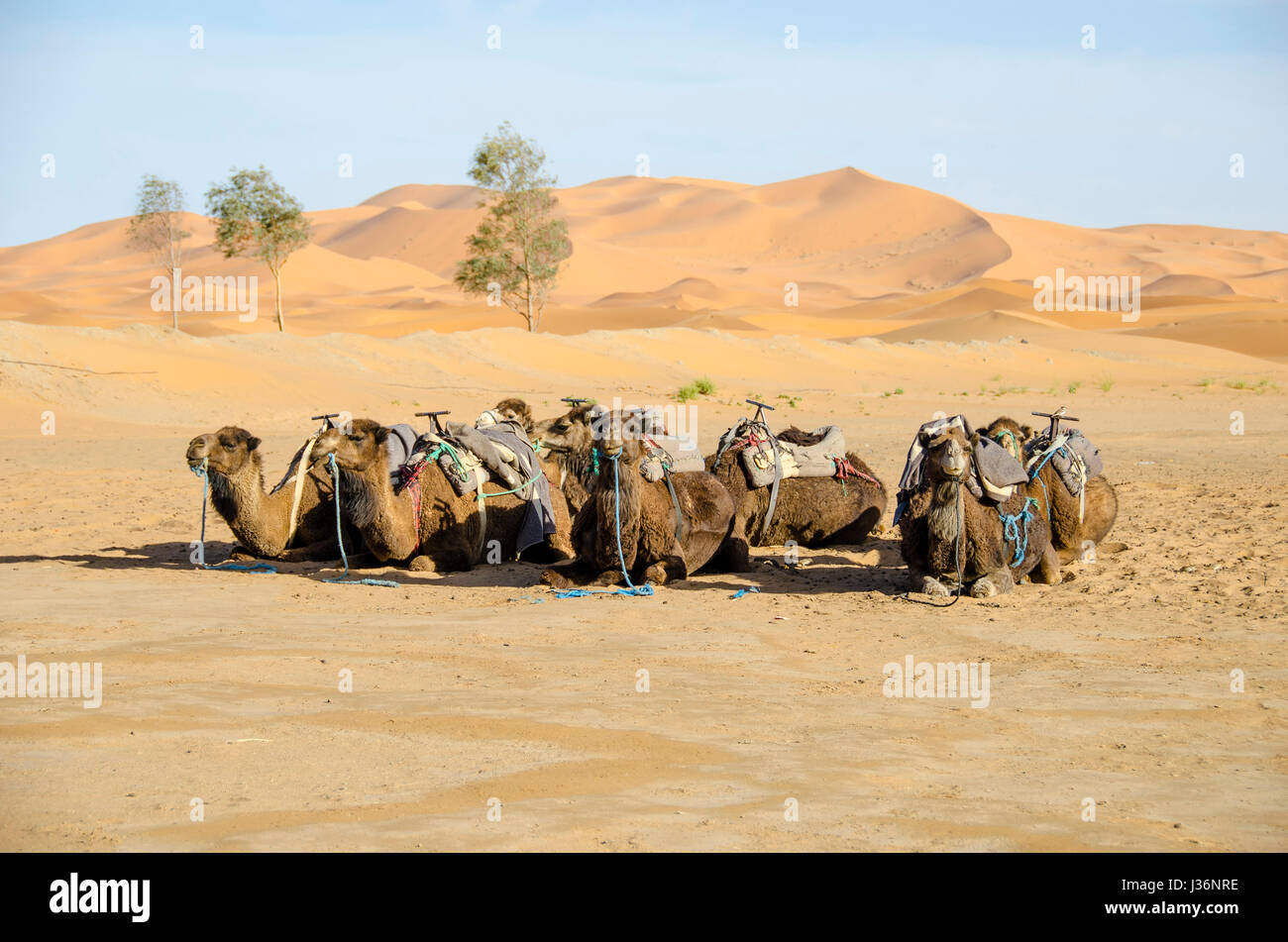 Le Dromadaire (Camelus dromedarius) et attendent les touristes dans le désert du Sahara Banque D'Images