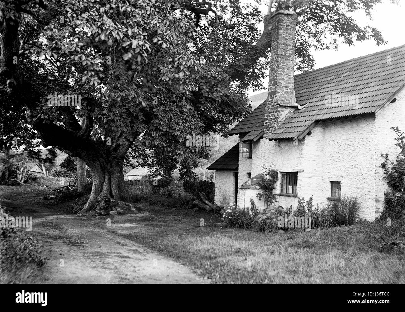 Gîte Le noyer dans le village d'Bossington, Exmoor, prise en octobre 1907. Banque D'Images