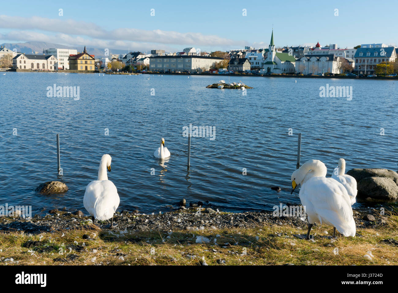 Les oies le long de la rive du lac Tjornin avec le centre historique de Reykjavik en Islande, l'arrière-plan Banque D'Images