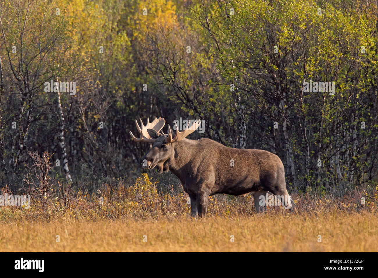 L'orignal (Alces alces) bull nourriture dans la lande avec les bouleaux en automne, Scandinavie Banque D'Images